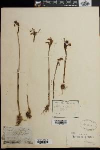 Arethusa bulbosa image