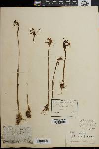 Arethusa bulbosa image