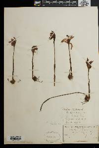 Arethusa bulbosa image