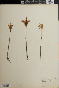 Arethusa bulbosa image