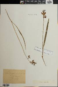 Calopogon tuberosus var. tuberosus image