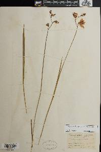 Calopogon tuberosus var. tuberosus image