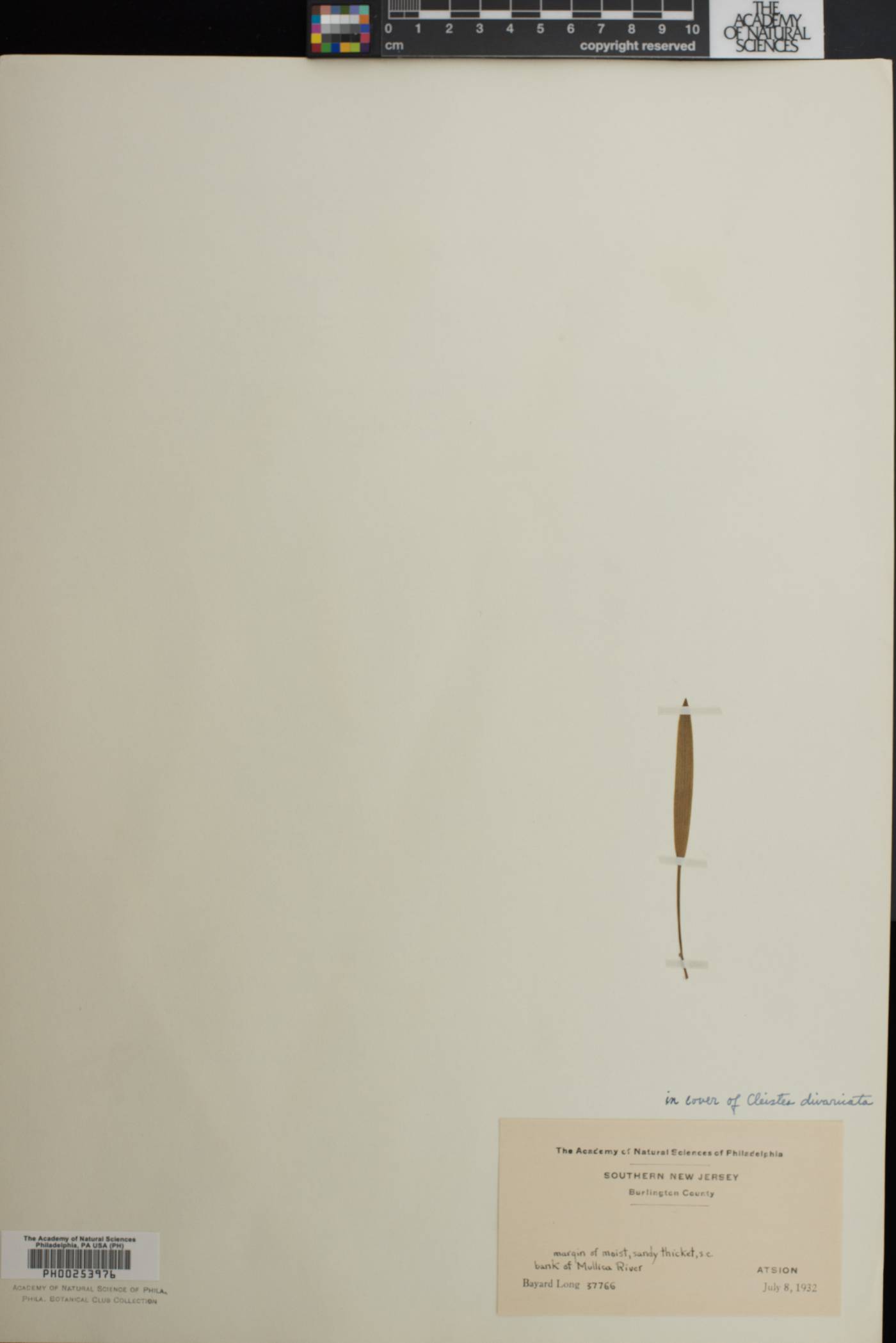 Cleistesiopsis divaricata image