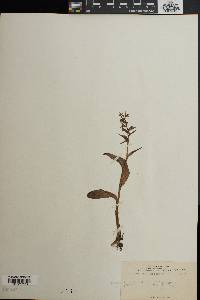 Coeloglossum viride image