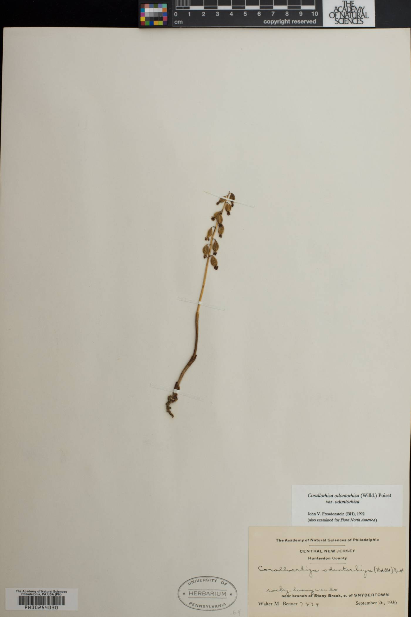 Corallorhiza odontorhiza var. odontorhiza image