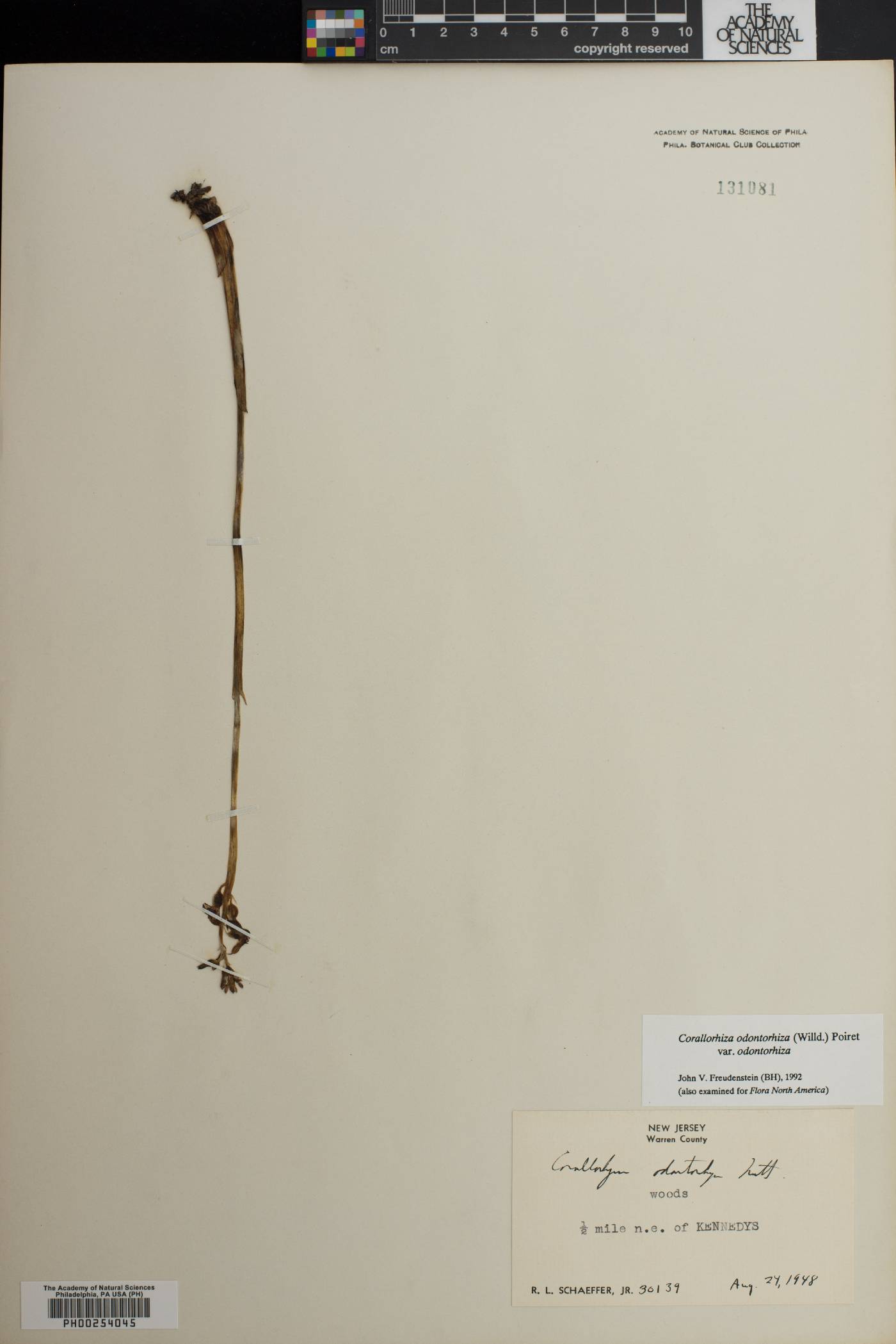 Corallorhiza odontorhiza var. odontorhiza image