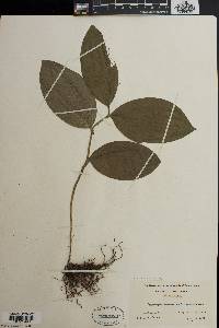 Cypripedium parviflorum var. pubescens image