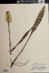 Platanthera ciliaris image