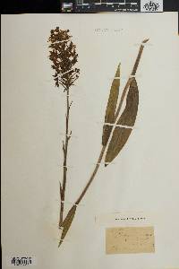 Platanthera ciliaris image