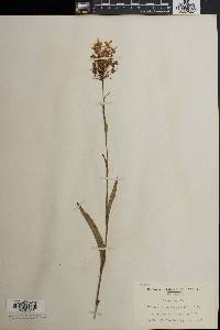 Platanthera ciliaris image