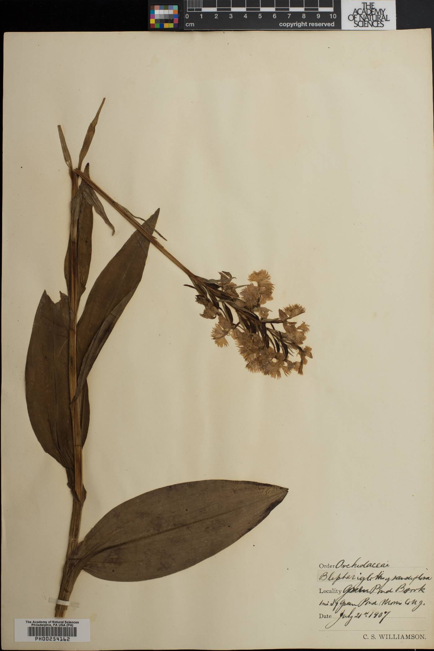 Blephariglotis grandiflora image