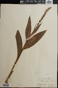Image of Perularia flava