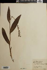 Perularia flava image