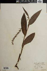 Perularia flava image