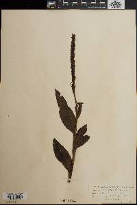 Platanthera hyperborea image