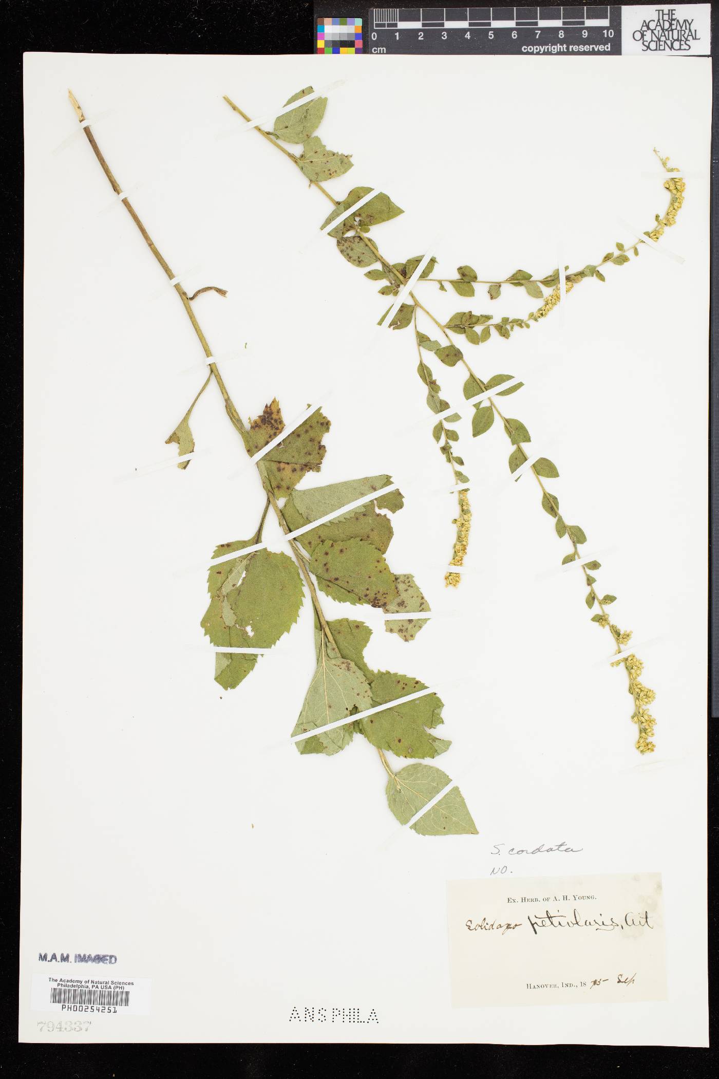 Solidago sphacelata image
