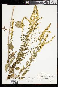 Solidago sphacelata image