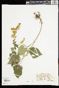 Solidago sphacelata image