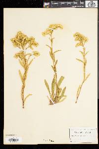 Solidago spectabilis image