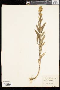 Solidago spectabilis image