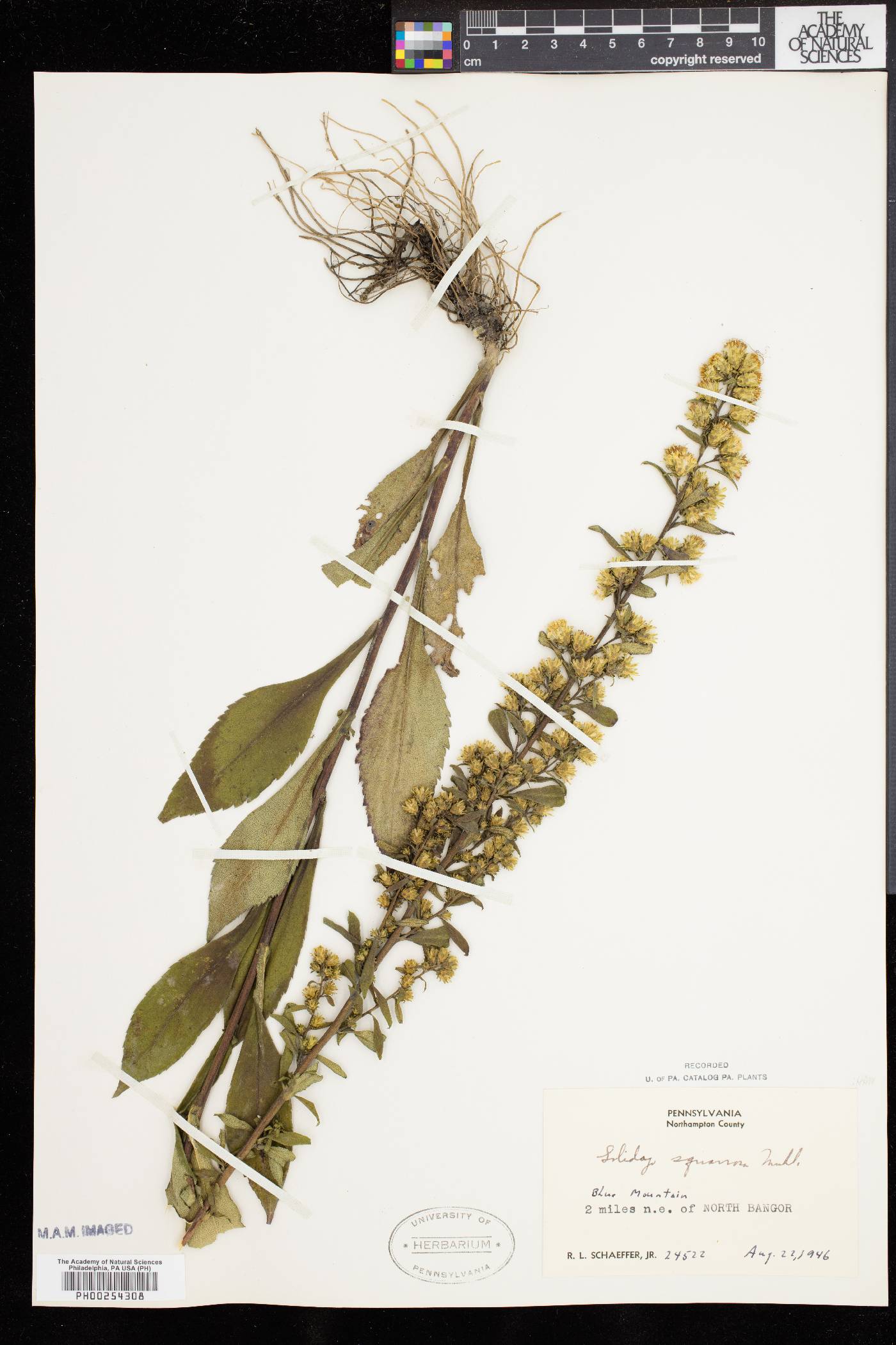 Solidago squarrosa image