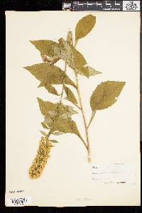 Solidago squarrosa image