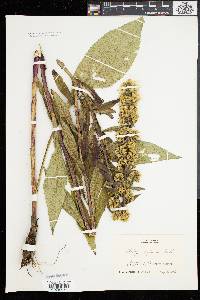 Solidago squarrosa image