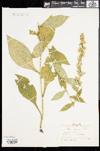 Solidago squarrosa image