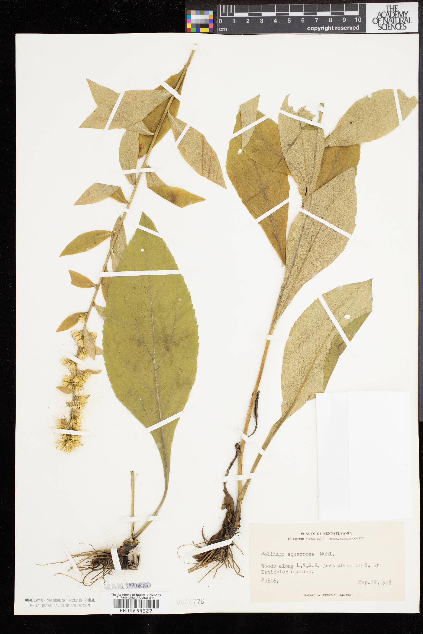 Solidago squarrosa image