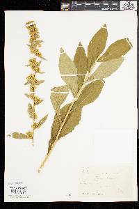 Solidago squarrosa image