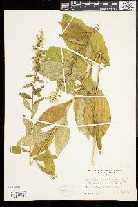 Solidago squarrosa image