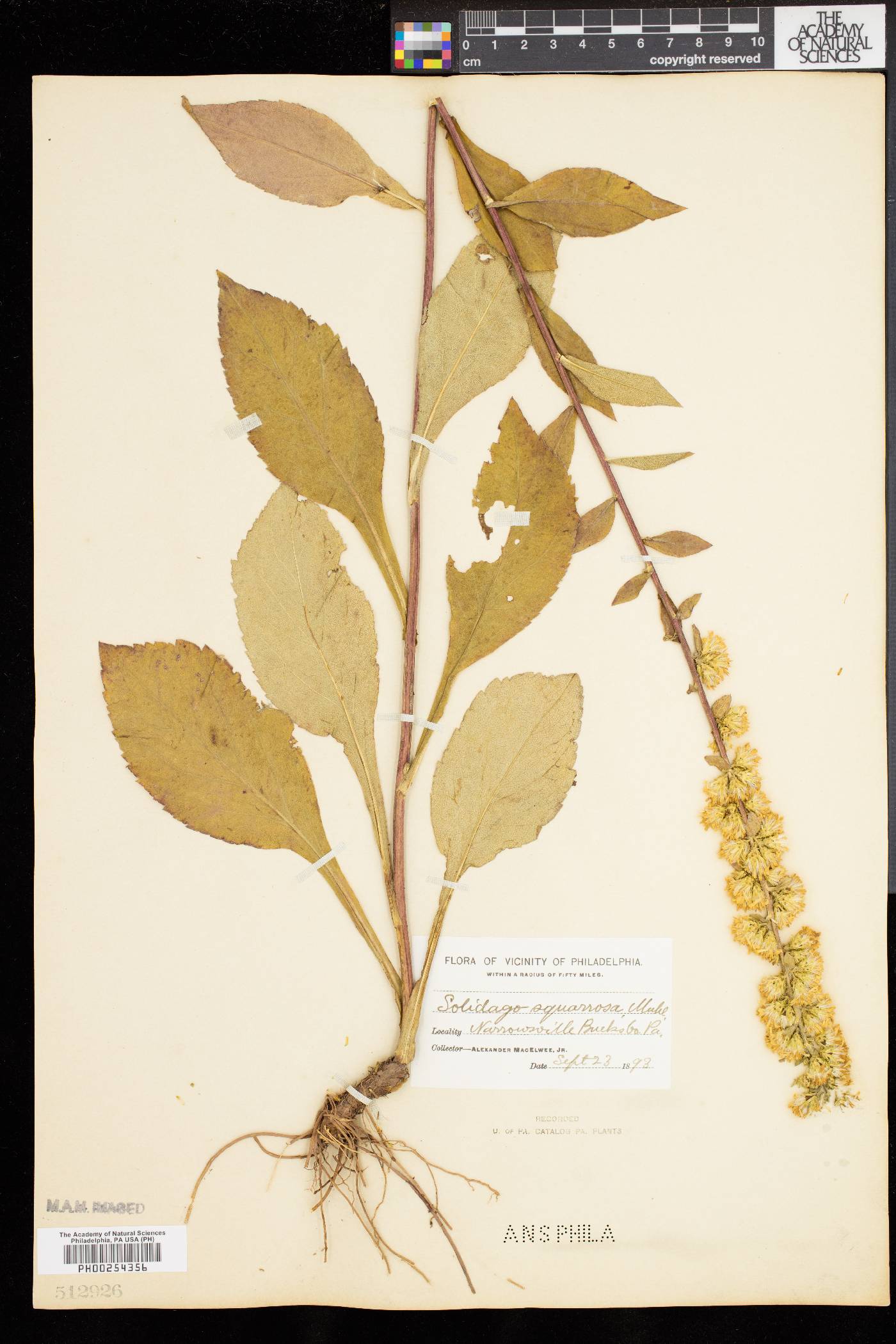 Solidago squarrosa image