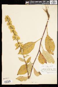 Solidago squarrosa image