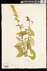 Solidago squarrosa image