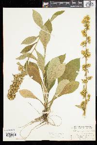 Solidago squarrosa image