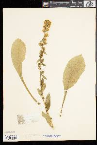 Solidago squarrosa image