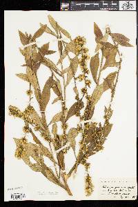 Solidago squarrosa image