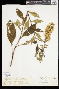 Solidago squarrosa image