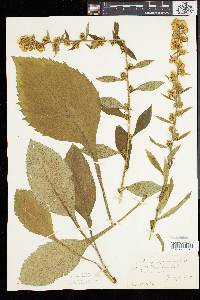 Solidago squarrosa image