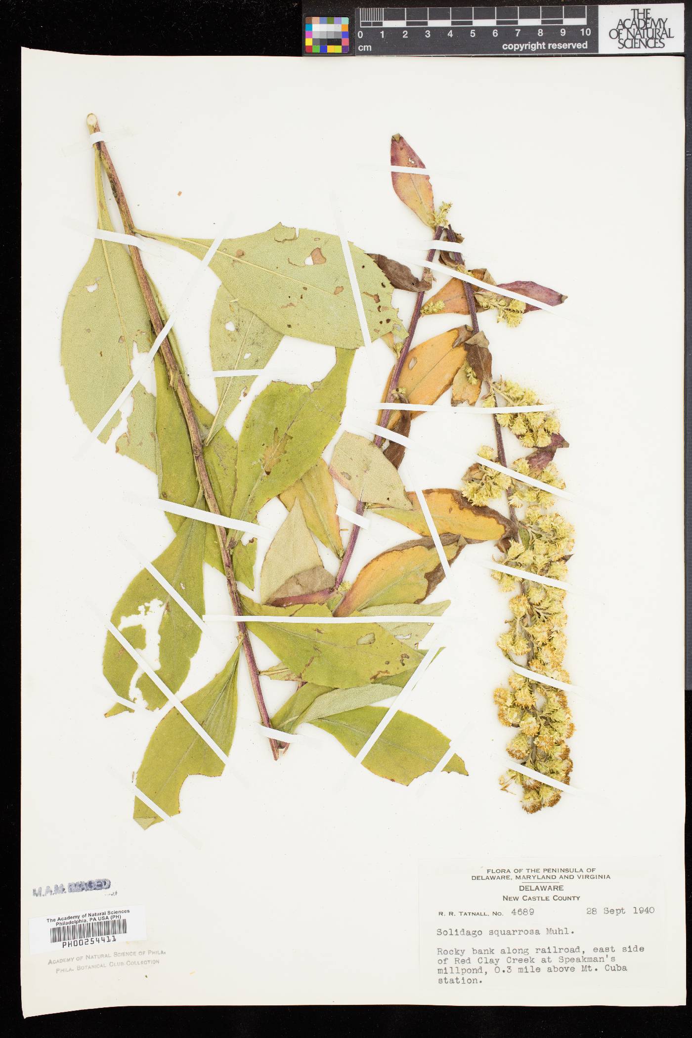 Solidago squarrosa image