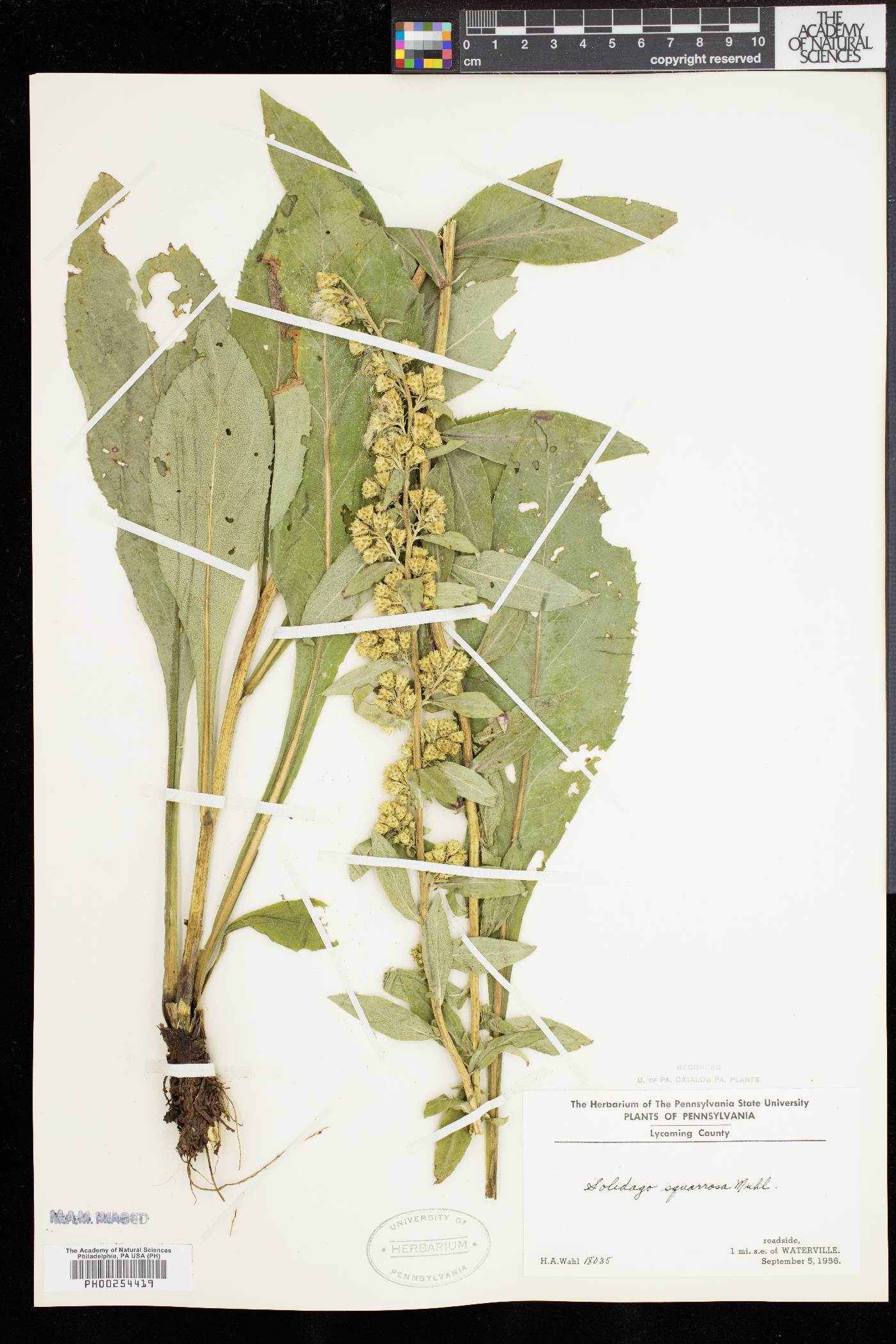 Solidago squarrosa image