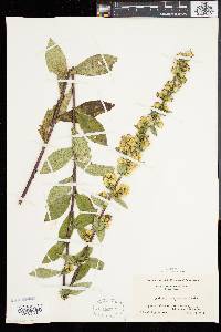 Solidago squarrosa image