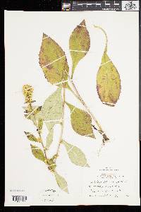 Solidago squarrosa image