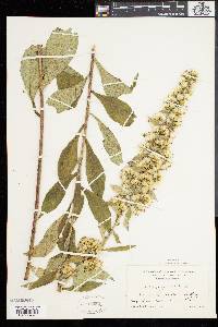 Solidago squarrosa image