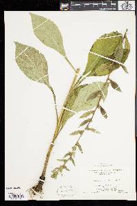 Solidago squarrosa image