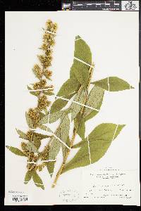 Solidago squarrosa image