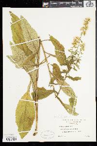 Solidago squarrosa image