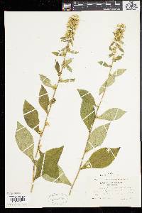 Solidago squarrosa image