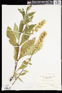 Solidago squarrosa image