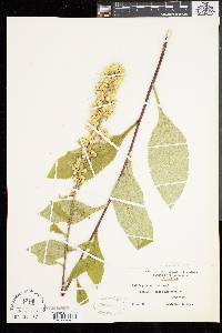 Solidago squarrosa image